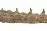 Fossil Mosasaur (Platecarpus) Lower Jaw - Kansas #207899-1